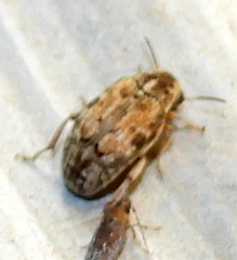 Algarobius bottimeri