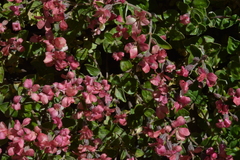 Viviania marifolia