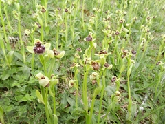 Ophrys bombyliflora