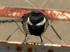 Melaniparus afer afer