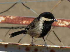 Melaniparus afer afer