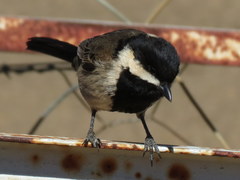 Melaniparus afer afer