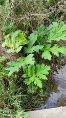 Heracleum sosnowskyi