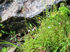 Houstonia serpyllifolia