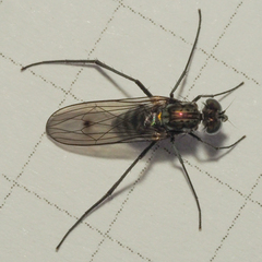 Liancalus virens