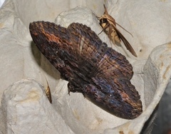 Anisoneura