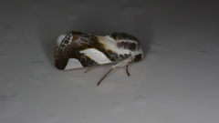 Acontia