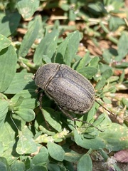 Phyllophaga lanceolata