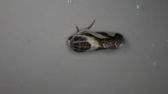 Acontia
