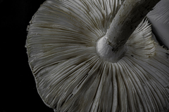 Amanita strobiliformis