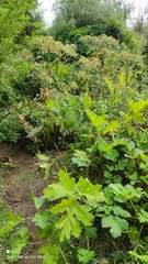 Heracleum sosnowskyi
