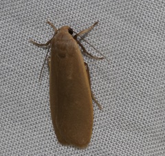 Danielithosia immaculata