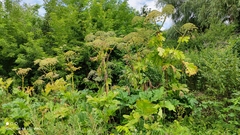 Heracleum sosnowskyi