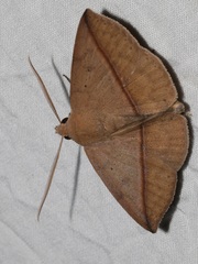 Ugia purpurea