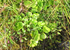 Parnassia asarifolia
