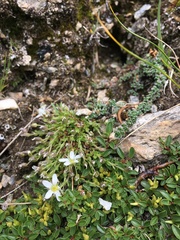 Arenaria ciliata