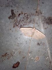 Phalacra vidhisara