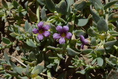 Melosperma andicola