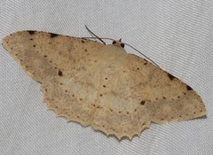 Luxiaria emphatica