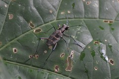 Hipparidium interruptum