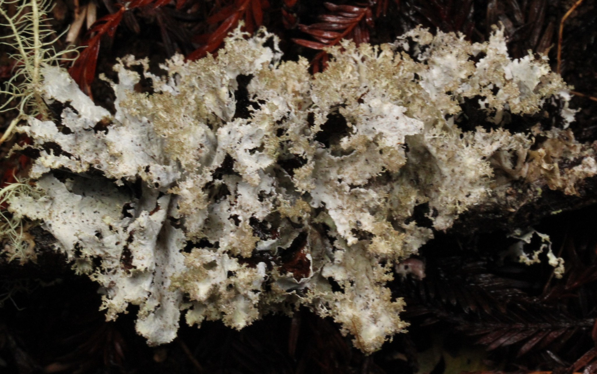 Platismatia image