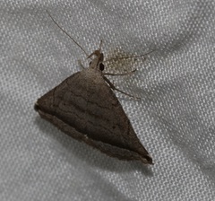 Lysimelia neleusalis