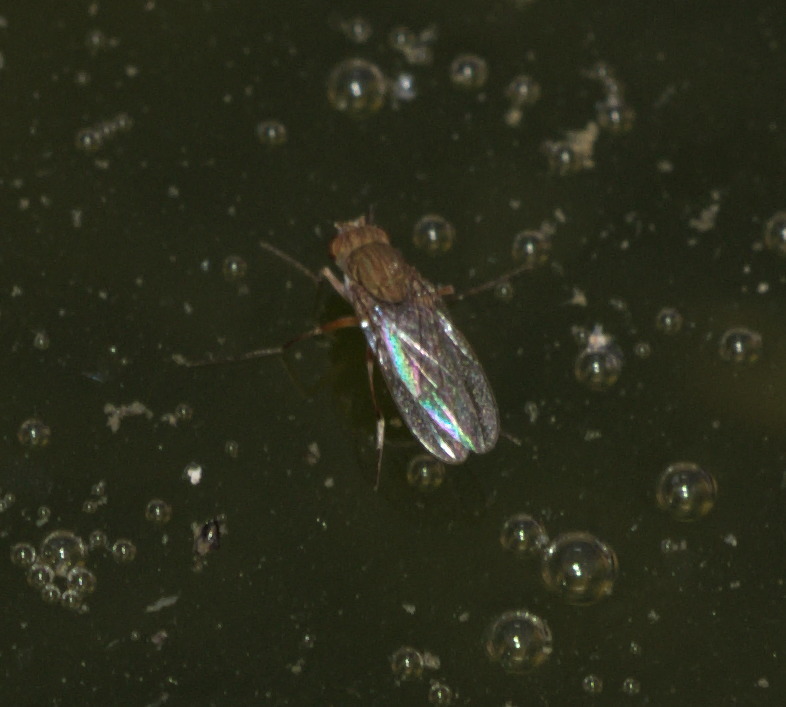 Brachydeutera meridionalis