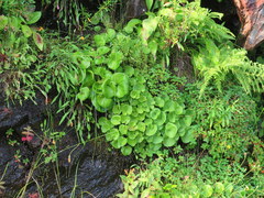 Parnassia asarifolia