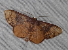 Metallaxis semipurpurascens