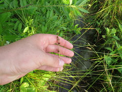Carex atlantica