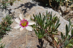 Montiopsis andicola