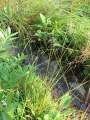 Carex atlantica