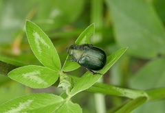 Anomala dubia