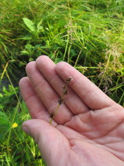 Carex atlantica