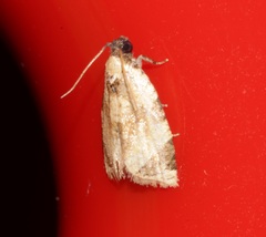 Neocalyptis liratana