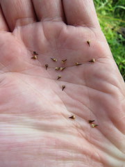 Carex atlantica