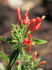 Ruellia angustior