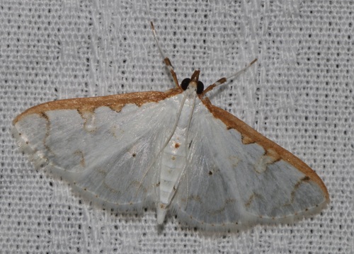 Palpita minuscula observed 2018-03-29
