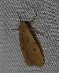 Paralithosia shaowuica