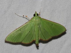 Parotis punctiferalis