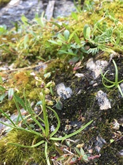 Chamorchis alpina