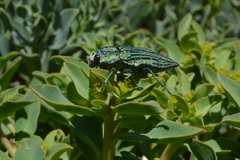 Ectinogonia speciosa