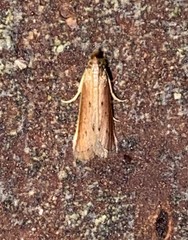Peoria roseotinctella