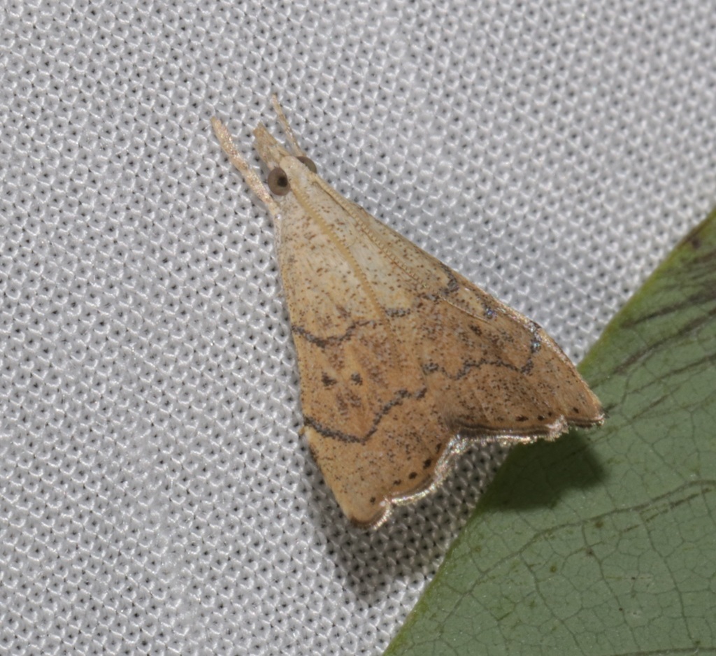 Ptychopseustis plumbeolinealis