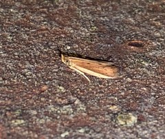 Peoria roseotinctella