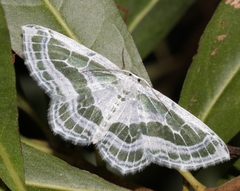 Pseudeuchlora kafebera