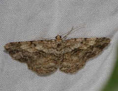 Psilalcis galsworthyi