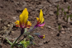 Schizanthus coccineus