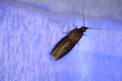 Sciota fumella