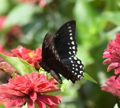 Papilio menatius victorinus
